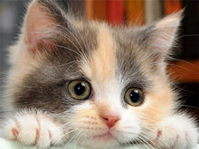 Load image into Gallery viewer, 5D Diamond Painting Cat Full Square /Round Diamond