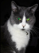 Load image into Gallery viewer, 5D Diamond Painting adorable cats Animals Wall Full Square drill